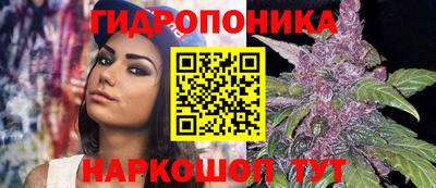 крисы Аша